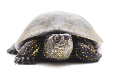 One beautiful turtle.