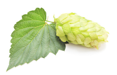 Green flower hop.