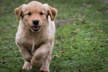 Golden Retriever puppy