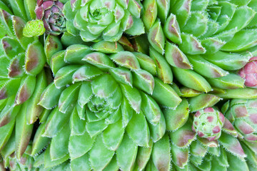 Fototapeta premium Close up detail of a Sempervivum succulent house leek plant to make an abstract floral background