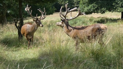 Two Stags Ready for Action