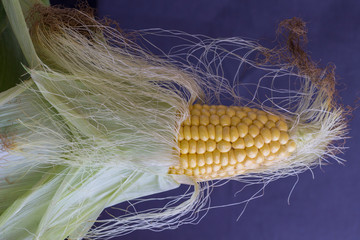 Raw corn on the cob with green leaves and corn stigmas