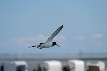 Ein Austernfischer überfliegt einen Strand mit Strandkörben an der Nordseeküste - Stockfoto