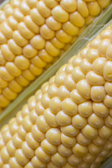 Raw corn cob close up
