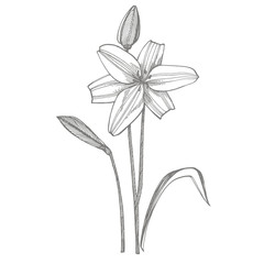 Lily flowers. Botanical illustration. Good for cosmetics, medicine, treating, aromatherapy, nursing, package design, field bouquet. Hand drawn wild hay flowers.