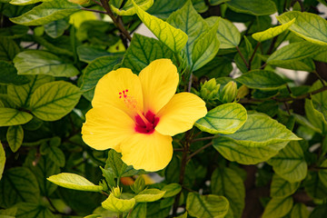 yellow hibiscus flowers on a green background from Gandia-Spain