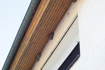 Bird nests on a house below the roof