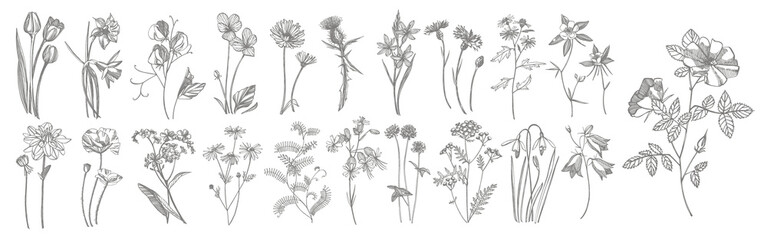 Collection of hand drawn flowers and herbs. Botanical plant illustration. Vintage medicinal herbs sketch set of ink hand drawn medical herbs and plants sketch.