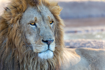Naklejka premium captive male lion