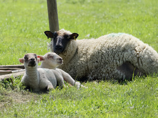 A black faced sheep relaxing in the springtime sun with her two lambs