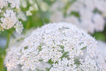 View of a meadow white flower of Goutweed or Aegopodium podagraria L.