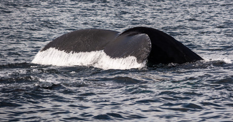 Obraz premium Humpback Tail