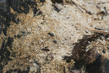 sawdust saw cut. sawing waste, environmental problems. chips on wooden bark. people sawed wood into pieces