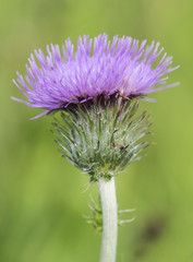 Wild prickly thistle with purple petals and green thorns on green background out of focus and light sifted