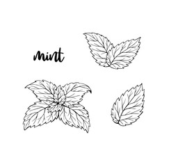 Mint leaves hand drawn illustration isolated