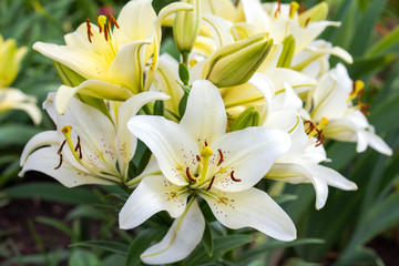 beautiful blooming white lilies in the garden close up