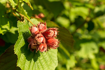 bunch of ripening hazelnuts on a tree among green foliage, background, copy space