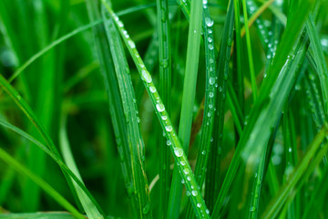 Fototapeta na wymiar juicy green grass in drops after rain close, background, wallpaper