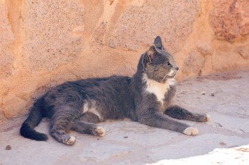 Dirty street cat lying on the ground