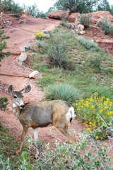 Obraz premium Colorado Deer