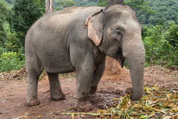 Fototapeta premium Asian Elephant Feeding in the Forest