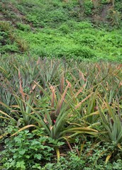 field of pienapple