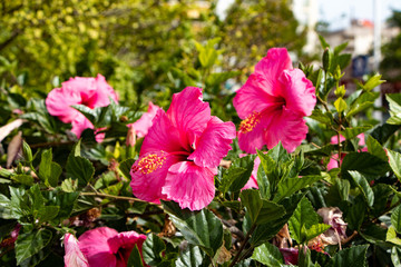 two hibiscus from Gandia-Ibiza