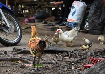 hen and chickens in farm