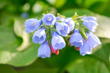 Wild blue, purle, pink flowers like bell and buds on summer meadow. Wild flowers