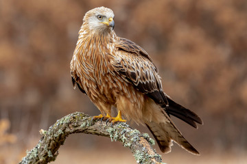 Comet (Milvus Milvus) perched on the branch of an oak on an unfocused brown background. Spain