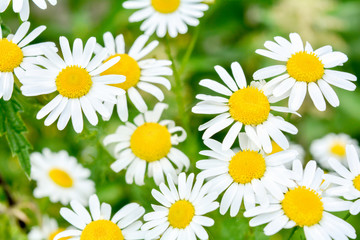Medicine chamomile flowers. Aromatherapy by herbs camomile daisy flowers