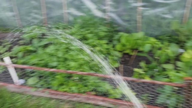 Home gardening - Footage from human point of view while watering vegetables like lettuce, parsley, peppers and other plants growing in small back yard garden.