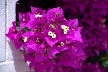 purple flowers on a blue background from Gandia-Spain