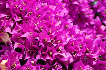 background of purple flowers from Gandia