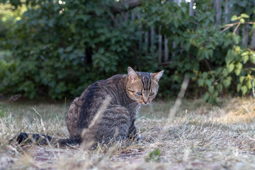 Naklejka na ściany i meble Kleine, getigerte Katze sitzt im Gras