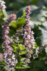 Biene an Blüte von Basilikum vor Zuccinipflanze im Hochbeet