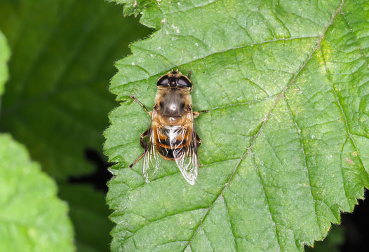 Common Drone Fly (Eristalis tenax), on green leaf