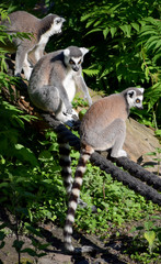 ring-tailed lemur wildlife 