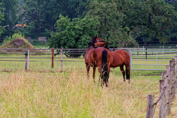 Fototapeta premium Two horses in a meadow embracing in friendship