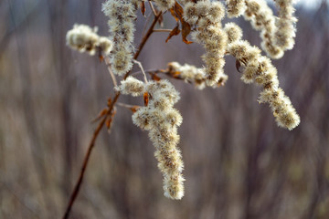 Naklejka premium Last year's Canadian Goldenrod Dry Flowers