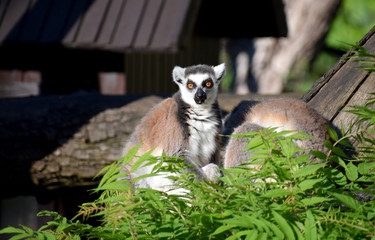 ring-tailed lemur wildlife 