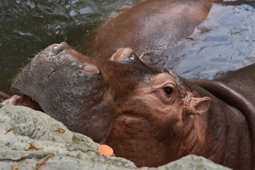 hippo in the water at the zoo