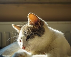 cute cat sleepy sunny