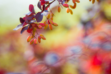 Barberry fruits ripening on the branch. Branch with red leaves on a blurred background. Colorful leaves on barberry bush. Autumn pattern. Copy space