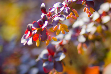 Barberry fruits ripening on the branch. Branch with red leaves on a blurred background. Colorful leaves on barberry bush. Autumn pattern. Copy space