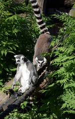 ring-tailed lemur wildlife 