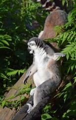 ring-tailed lemur wildlife 