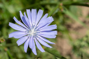 Cichorium chicory flower is an ordinary wild, bitter coffee taste. Blue petals, thin stamens and...