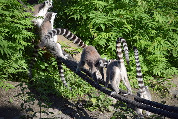 ring-tailed lemur wildlife 