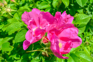 Pink Dogrose, Briar eglantine flower. Wild Rose hips closeup